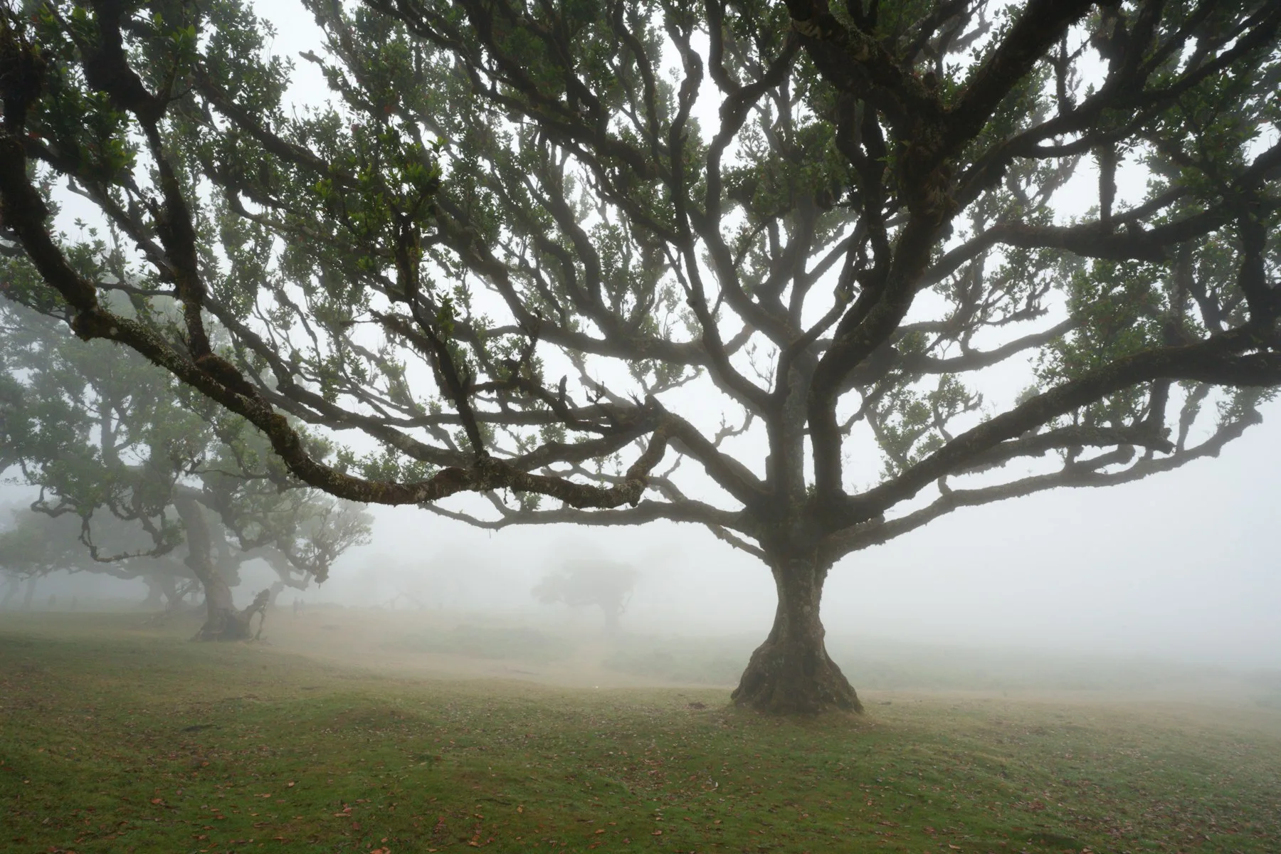 Loureiros retorcidos na neblina do Fanal